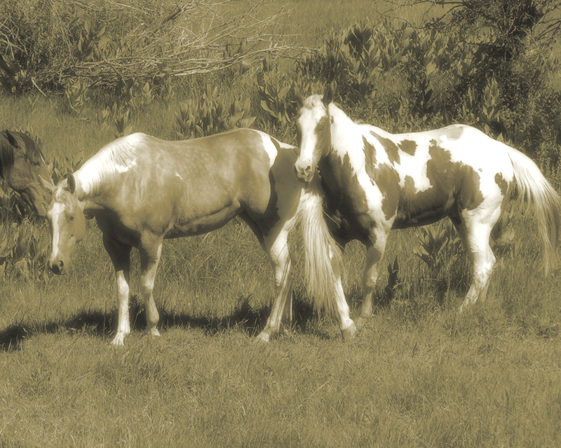 Old West Horses 2