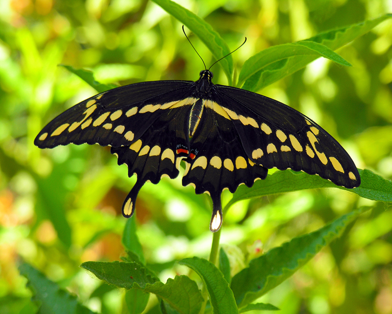 Thoas Swallowtail Resting