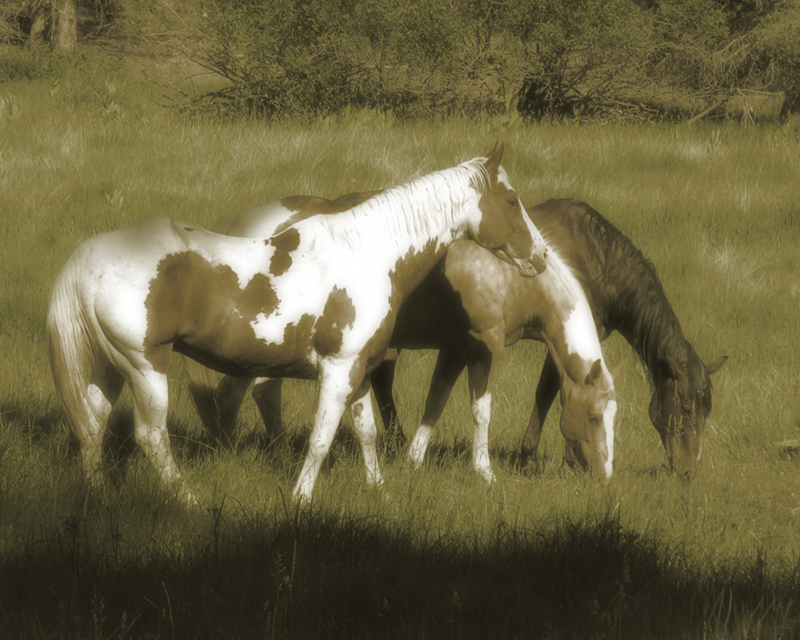 Old West Horses 3