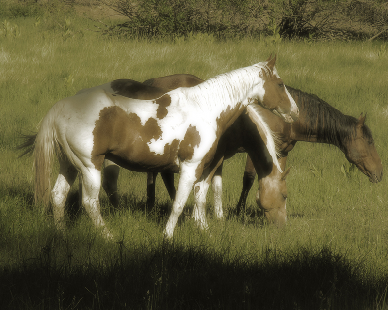 Old West Horses 4