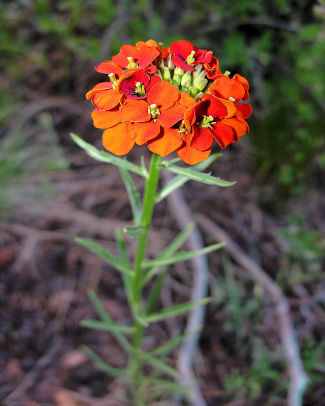 Lonely Wildflower