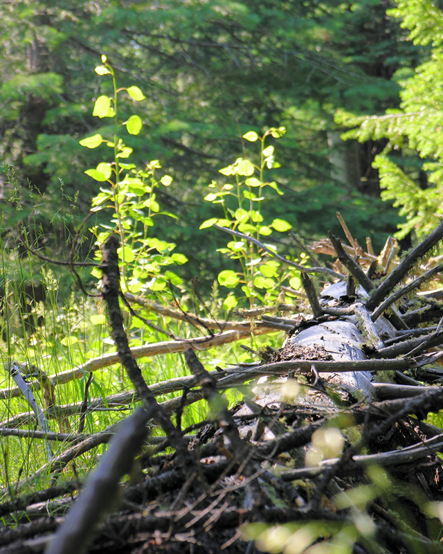 Tree Fallen