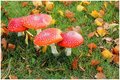 Autumn mushrooms