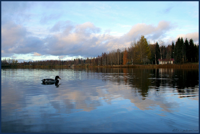 Duck pond