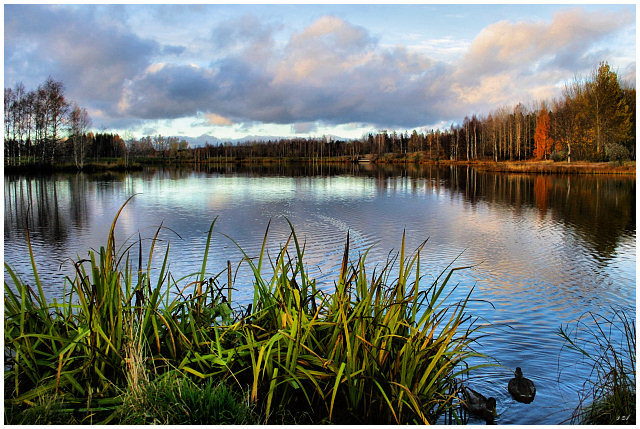 Duck pond II