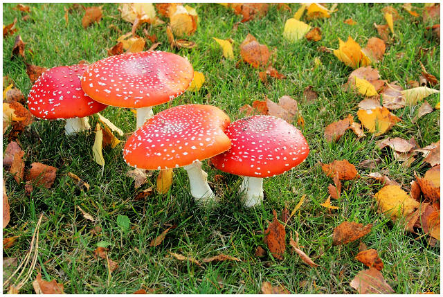 Autumn mushrooms