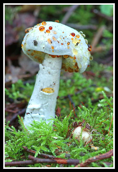 mushroom.jpg