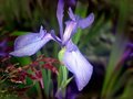 Water Iris