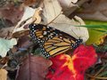 Fallen Beauty