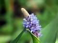 pond flower