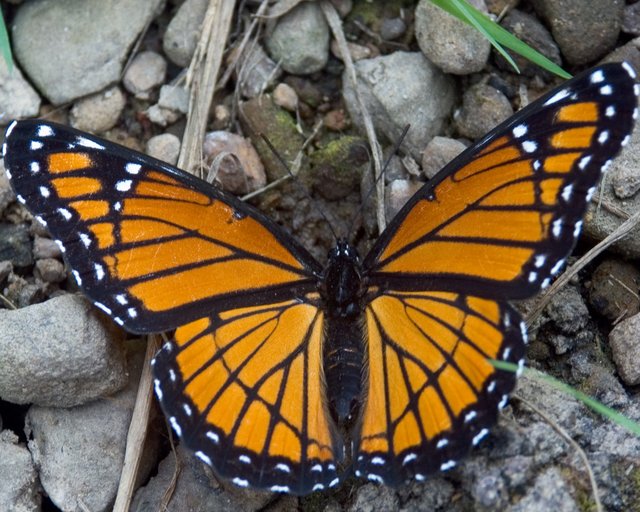 Butterfly
