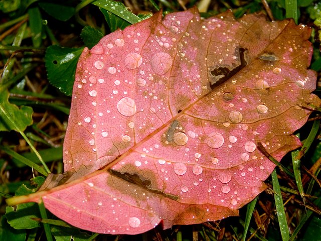 Veins of a Leaf through drops of life