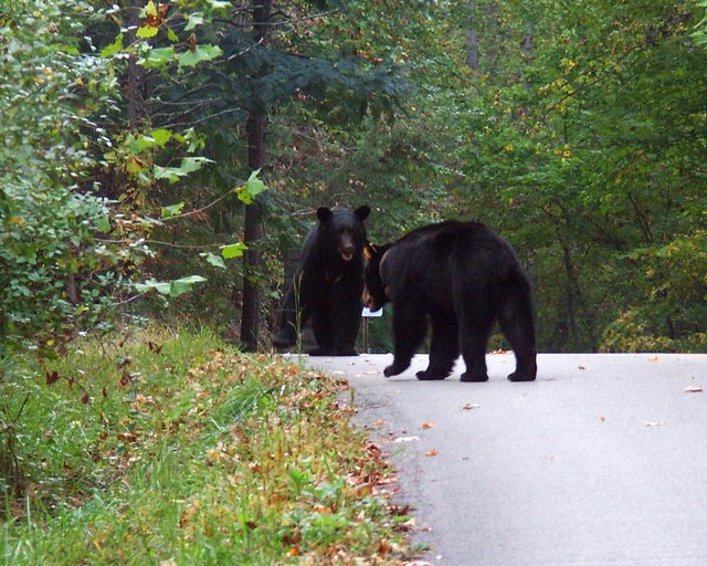 2 large male bears -rare-