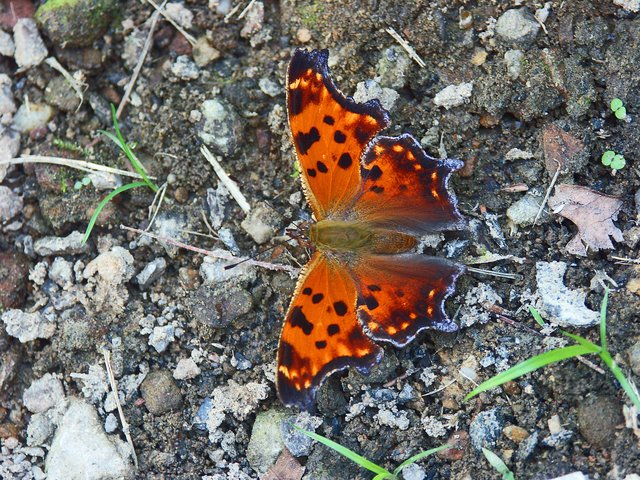 Butterfly
