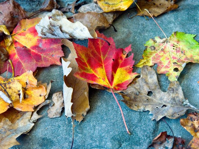 Fallen leaves