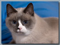 Day-28-Annoying-Cat-Number-One.jpg