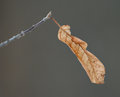 Day-30-Leaf.jpg