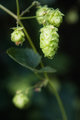Day 28 - Hops