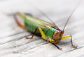 Macro 01
