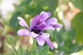 Macro 02 original