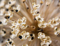 Macro 04