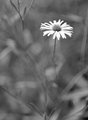 Week 37 - A Simple Flower
