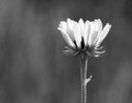 Week 38 - Yet Another Flower