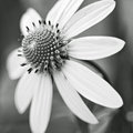 Week 43 - Sunburst in B&W