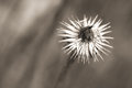 Macro 08