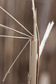 Macro 13