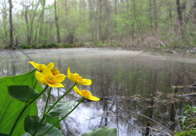 indiana dunes 001.jpg