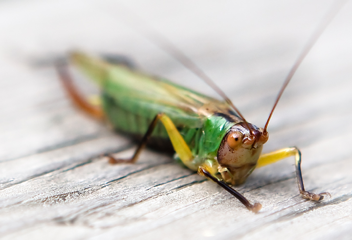 Macro 01