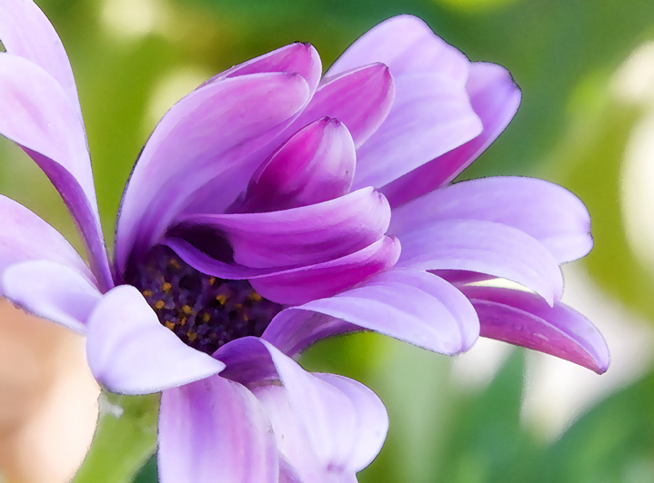 Macro 02
