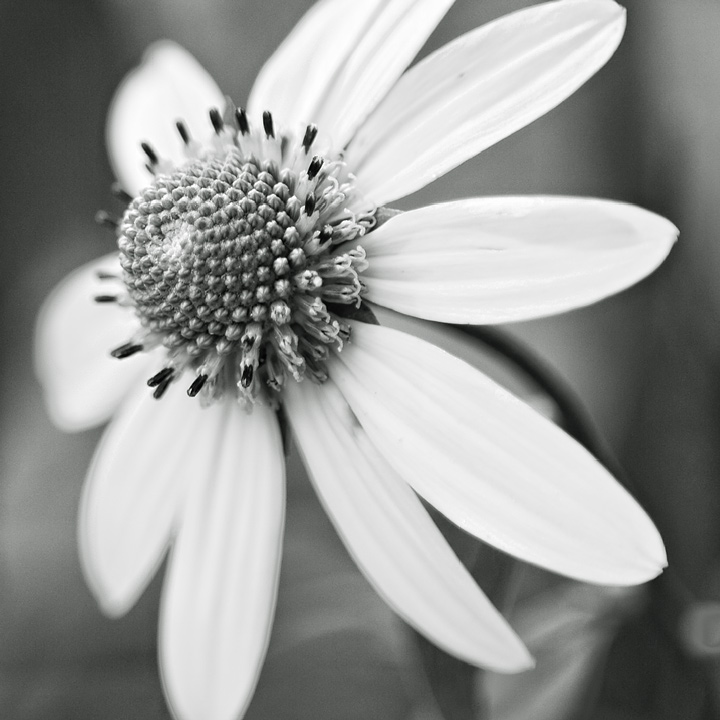 Week 43 - Sunburst in B&W