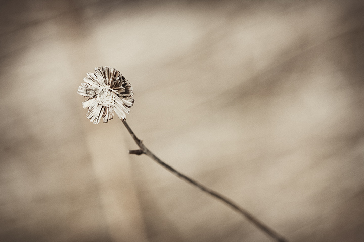Macro 02