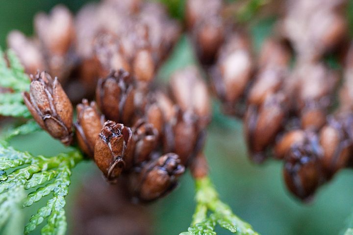 Macro 06