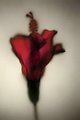 Wilting Hibiscus