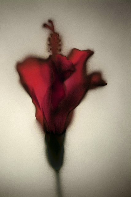 Wilting Hibiscus