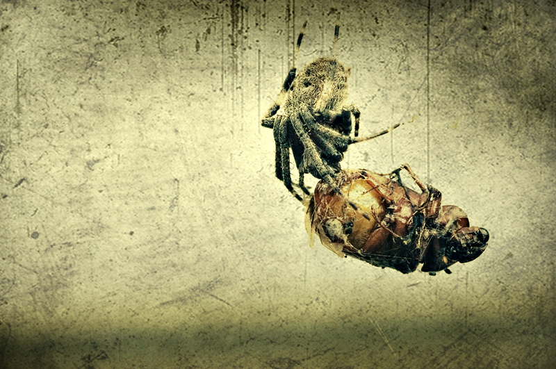 spider 1