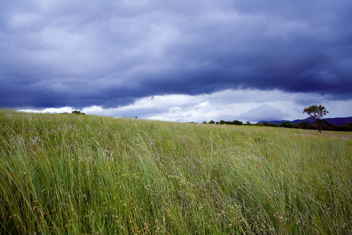 The Field
