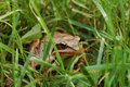 woodfrog.jpg