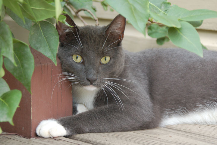 Cinder-2005-1-yr-old.jpg
