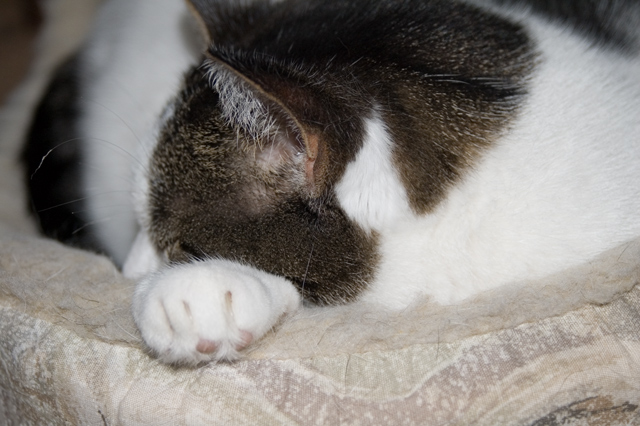 maple-sleeping.jpg