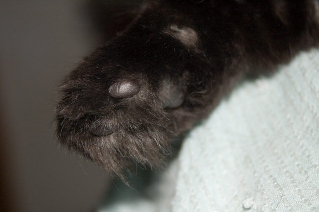 day 11 spooky-paw.jpg