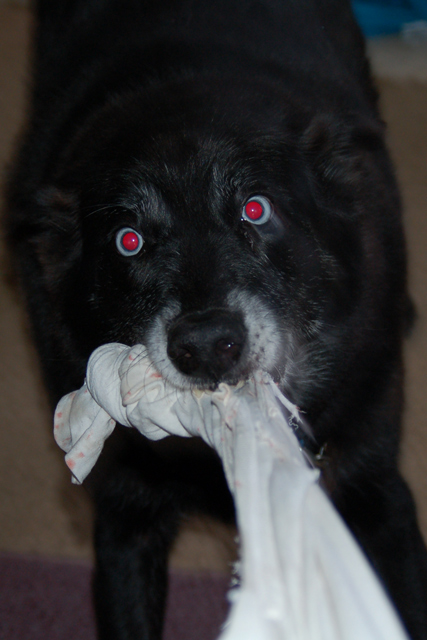 day 12 Topaz-tug-of-war.jpg
