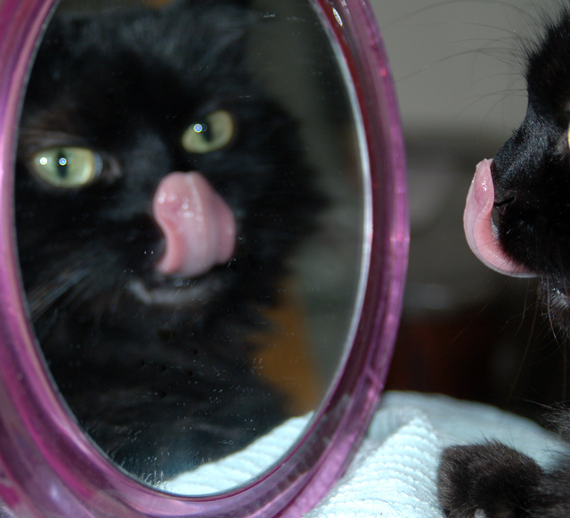 day 13 spooky-copy-cat.jpg