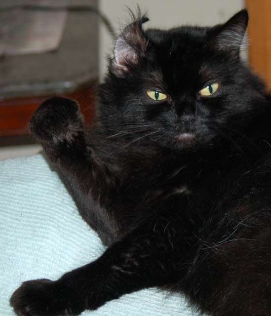day 14 curled-ear.jpg