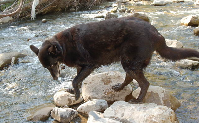 #15 Last dip in the creek before it freezes