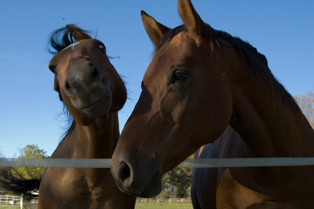 #17 "Quit horsing around & just smile for her!!"