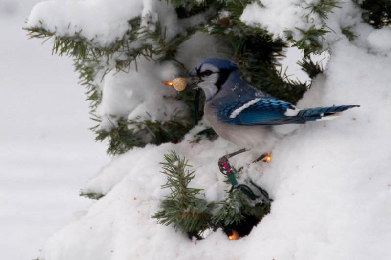 Peanuts from the Bird Tree